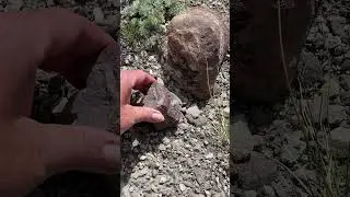 Hadrosaur caudal vertebrae!