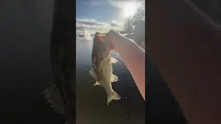 Nice bass on live bait!! #fishing#bassfishing#livebaitfishing#fyp#floridafishing#freshwater