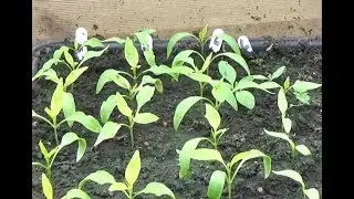 Chillies how I grow mine at home