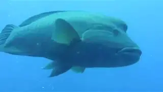 Mar Rosso Diving