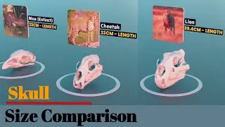 Skull Size Comparison 3D 2022 | Birds Skull | Animal Skull |Fictional Skull Size