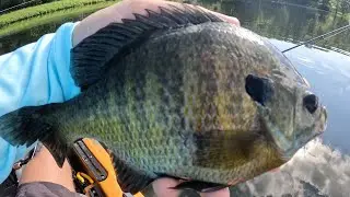 The Best Way to Catch Giant Bluegill! 