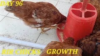 Rir Chicks Growth Day 96 | Very Active