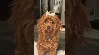 Boujee and beautiful - that&rsquo;s my boy! #cavapoo #cavapoodle #cavadoodle . . . #cutestdogever