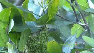 BIENTEVEO (Puerto Rican Vireo, Vireo latimeri) alimentando / END&Eacute;MICA de Puerto Rico