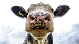 BEST COW VIDEO, BEAUTIFUL COWS GRAZING