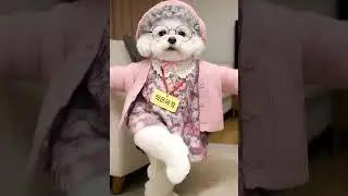 music music music dance song Dog videos Funny Dance #musicdance