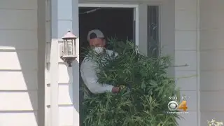 More Than 50 Illegal Pot Grows Busted In Denver Metro Area