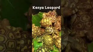 Leopard Tortoise in ACTIONS!