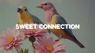 Sweet Connection by NCM India