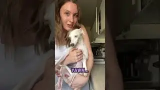 This Puppy&rsquo;s Yawn Is the Funniest Thing Ever