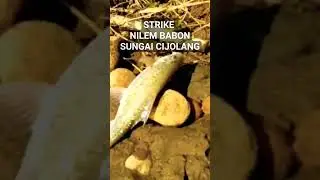 #mancing #melem #mancingmelem #mancingsungai #shortvideo #shorts #short