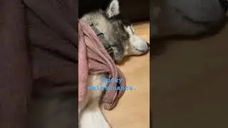 Husky maintenance 😆 #husky #action #dog #pupoy #cute