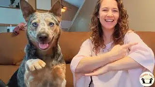 Rescued Deaf Heeler And His Deaf Owner Share A Beautiful Language Of Love