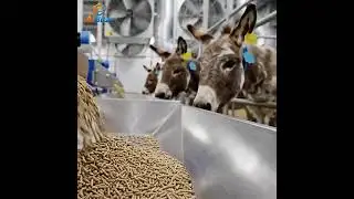 Ice cream from donkey milk 