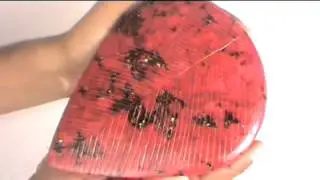 13605 CTS CERTIFIED RARE HUGE TRUE MUSEUM GRADE NATURAL RUBY GIGANTIC GEMSTONE