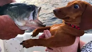 Trending Funny Animals 😂 - Funniest Cats and Dogs 2023 😹🐶