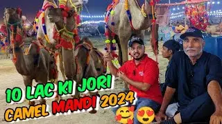 Camel mandi 2024 | Detail video with rates | humara soda hua? #cattlesjunoon #camelmandi2024 #viral