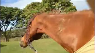 Headshaking syndrome 1