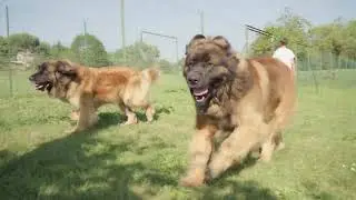 Aris e Frida - Leonbergers