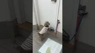 @charlie_themutt he's a very communicative and demanding little dude #dog #petlover 😲