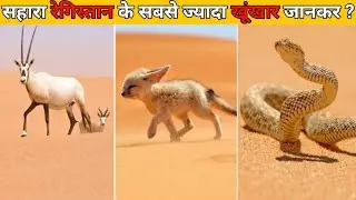 The Incredible Animals That Survive the Sahara Desert