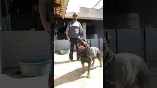 CANIL BRAS&Atilde;O NEGRO ROTTWEILER #rottweiler #caes #dog #pets #rotterdam