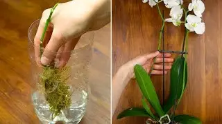 Come propagare l'orchidea in casa utilizzando una vecchia bottiglia di plastica