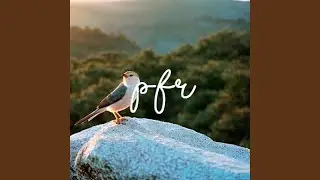 Winter Birds