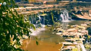 8K Nature relaxing water sounds in forest singning Birds 5hrs relaxing sounds