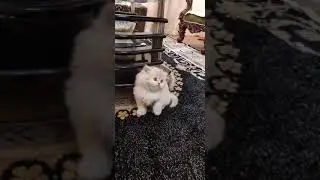 Persian Cat #Lovers  #Shorts 🐈   #persiancat #persiankitten  #kittensofindore#kittens