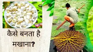 Mithila Makhana को मिला GI Tag का खिताब | #makhana #shorts #gitags