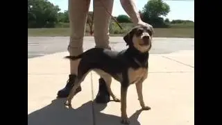 DOGS for ADOPTION in Northern Illinois