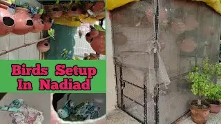 दिल खुश कर देने वाला बजरी तोतो का सेटप || Budgies Breeding Setup Nadiad, Gujarat || Naeem Bhai Setup