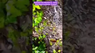 Seasonal Fish Migration in Siang River #seaonalfishmigration #shortvideo #ytshort #shortsfeed
