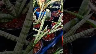 Boncel 💚💚💚 (Retail & Wholesale) ll WA 8240938880 ll