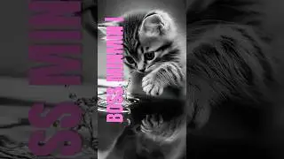 CAT WATER ADVENTURE 😻 #fyp #cute #trending #viral #viralshorts