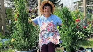 🌲How to Plant Juniper in Containers #garden #gardening #containergardening #zone4 #zone4gardening