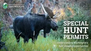 Understanding Washington's special hunt opportunities