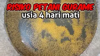 Larva Ikan Gurame Mati ‼️ Ini solusi dan penyebabnya