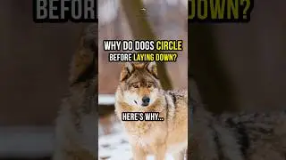 Why Does Your Dog Circle Before Laying Down? #dogtrainer #dogtalk
