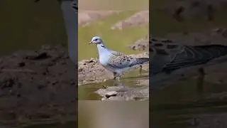Russian Dove Hunting #birdhunting #pcphunters #hunting #viralvideo