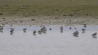Chorlo de Magallanes (Pluvianellus socialis) y Chorlo de Doble Collar (Charadrius falklandicus)