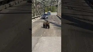 Large Grizzly Calmly Crosses Bridge || ViralHog