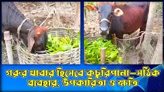 গরুর খাবার হিসেবে কচুরিপানা: সঠিক ব্যবহার, উপকারিতা ও ক্ষতি | Cow Feed Water Hyacinth | 6 Dec 2025