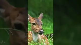 WILD Chithal Nanachi SIGHTINGS in Kabini Wildlife Sanctuary!