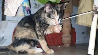 what kitten doing here | LuLu Kittens
