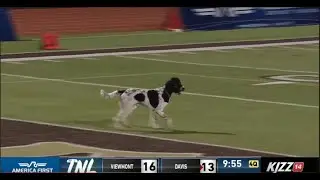 Davis High School Football Game Interrupted by Rogue Dog Pooping