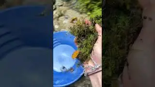 Breaking gold out of moss growing on bedrock