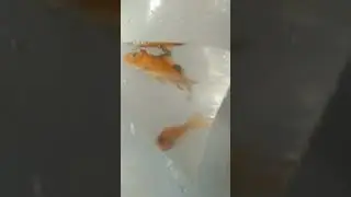 New fish add aquarium koi crap # 😄 one pair 🐠🐠 short # minivolg short # petlover aquarium ...